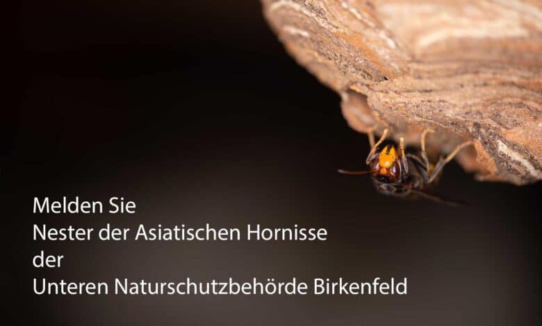 Melden Sie Nester der Asiatischen Hornisse der Unteren Naturschutzbehörde Birkenfeld. Dort bekommen Sie Kontakt zu Wespen- und Hornissenberatern, die Ihnen weiterhelfen.