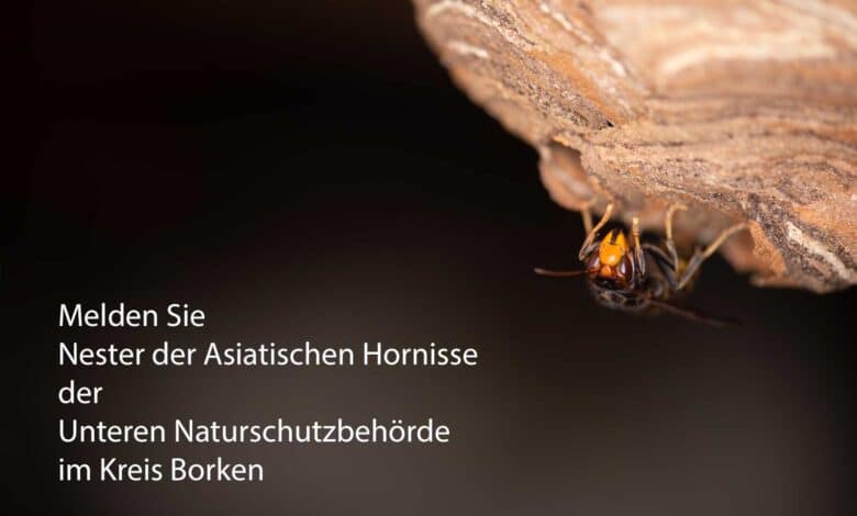 Von der Umweltbehörde im Kreis Borken bekommen Sie Kontakt zu Imkern, Schädlingsbekämpfern sowie Wespen- und Hornissenberatern, die Ihnen bei Fragen zu Bienen. Wespen und Hornissen weiterhelfen können.
