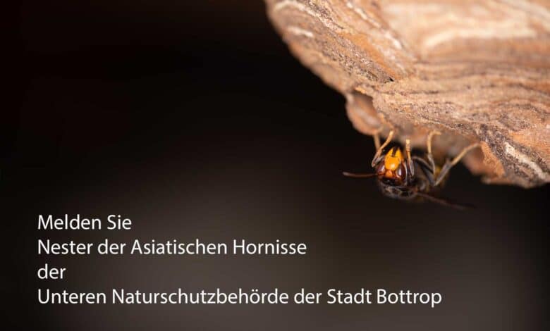 Melden Sie Nester der Asiatischen Hornisse der Unteren Naturschutzbehörde der Stadt Bottrop. Dort bekommen Sie Kontakt zu Wespen- und Hornissenberatern, die Ihnen weiterhelfen.