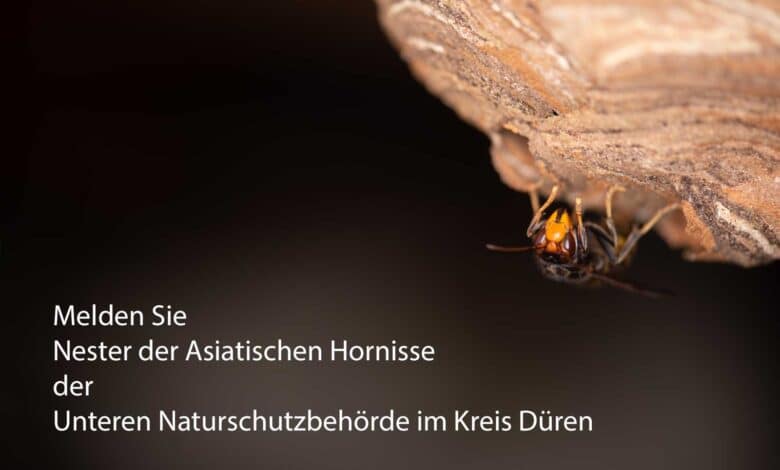 Melden Sie Nester der Asiatischen Hornisse der Unteren Naturschutzbehörde im Kreis Düren. Dort bekommen Sie Kontakt zu Wespen- und Hornissenberatern, die Ihnen weiterhelfen.