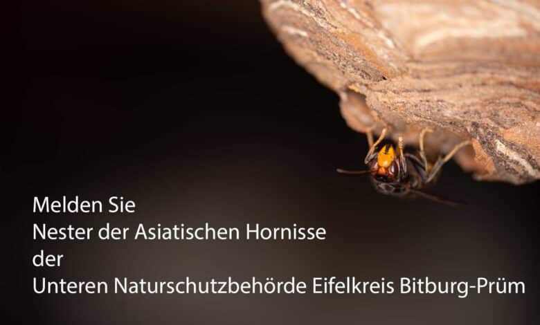 Melden Sie Nester der Asiatischen Hornisse der Unteren Naturschutzbehörde im Eifelkreis Bitburg-Prüm. Dort bekommen Sie Kontakt zu Wespen- und Hornissenberatern, die Ihnen weiterhelfen.