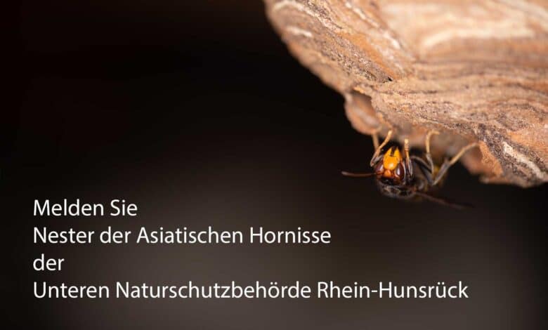 Melden Sie Nester der Asiatischen Hornisse der Unteren Naturschutzbehörde im Kreis Rhein-Hunsrück. Dort bekommen Sie Kontakt zu Wespen- und Hornissenberatern, die Ihnen weiterhelfen.