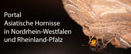 Das Portal zur Asiatischen Hornisse Vespa velutina in Nordrhein-Westfalen und Rheinland-Pfalz