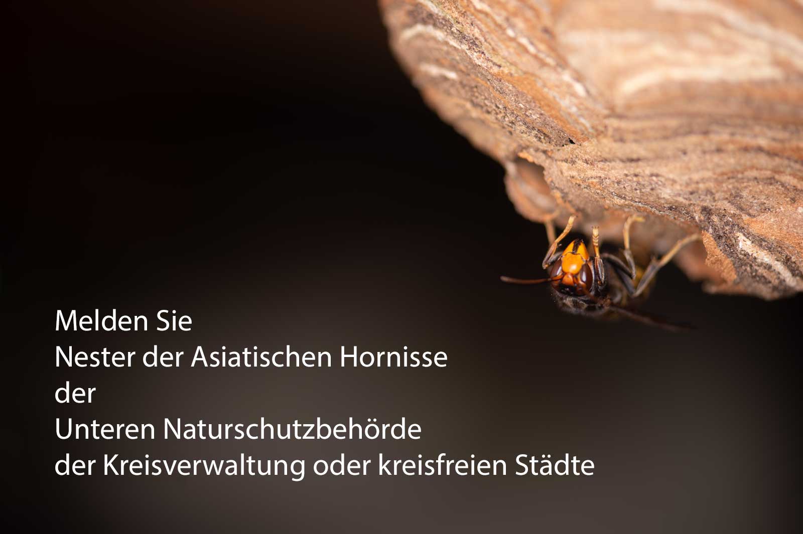 Von der Umweltbehörde der Kreisverwaltung oder kreisfreien Stadt bekommen Sie Kontakt zu Imkern, Schädlingsbekämpfern sowie Wespen- und Hornissenberatern, die Ihnen bei Fragen zu Bienen. Wespen und Hornissen weiterhelfen können.