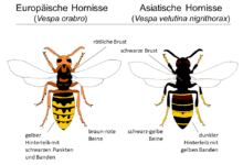 Sowohl die Königinnen als auch deren Arbeiterinnen und Drohnen der Asiatischen Gelbfuß-Hornisse (rechts) unterscheiden sich deutlich von der heimischen Hornisse (Vespa crabro, links). Grafik: © LAVES