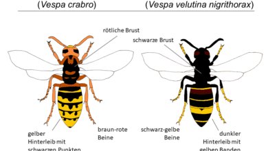 Sowohl die Königinnen als auch deren Arbeiterinnen und Drohnen der Asiatischen Gelbfuß-Hornisse (rechts) unterscheiden sich deutlich von der heimischen Hornisse (Vespa crabro, links). Grafik: © LAVES