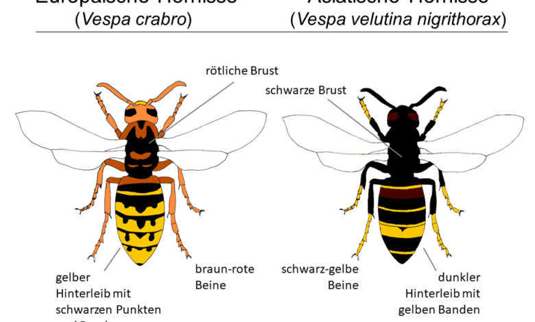 Sowohl die Königinnen als auch deren Arbeiterinnen und Drohnen der Asiatischen Gelbfuß-Hornisse (rechts) unterscheiden sich deutlich von der heimischen Hornisse (Vespa crabro, links). Grafik: © LAVES