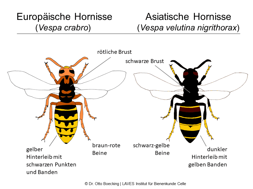 Sowohl die Königinnen als auch deren Arbeiterinnen und Drohnen der Asiatischen Gelbfuß-Hornisse (rechts) unterscheiden sich deutlich von der heimischen Hornisse (Vespa crabro, links). Grafik: © LAVES