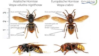 Eine Bildtafel mit den Unterschieden zwischen der Europäischen und der Asiatischen Hornisse (Quelle: Rhein-Erft-Kreis)