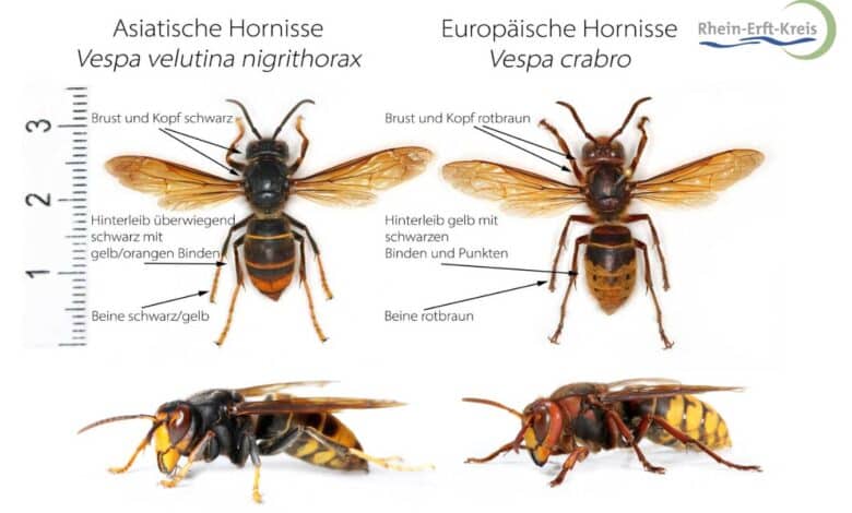 Eine Bildtafel mit den Unterschieden zwischen der Europäischen und der Asiatischen Hornisse (Quelle: Rhein-Erft-Kreis)