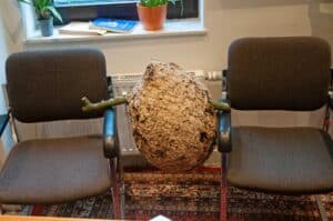 Ein im Herbst geborgenes Nest wie dieses kann auch in anderen Gebieten in Nordrhein-Westfalen und Rheinland-Pfalz auftauchen. (Foto: Klaus Maresch)