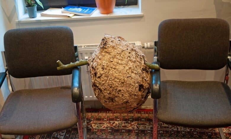 Ein im Herbst geborgenes Nest wie dieses kann auch in anderen Gebieten in Nordrhein-Westfalen und Rheinland-Pfalz auftauchen. (Foto: Klaus Maresch)