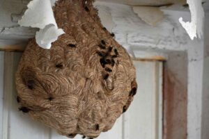 Für die Beseitigung eines Nestes der Asiatischen Hornisse im eigenen Haus können Haus- und Grundstücksbesitzer qualifizierte Imker, Schädlingsbekämpfer sowie Wespen- und Hornissenberater in Barnim beauftragen. (Foto: Klaus Maresch)