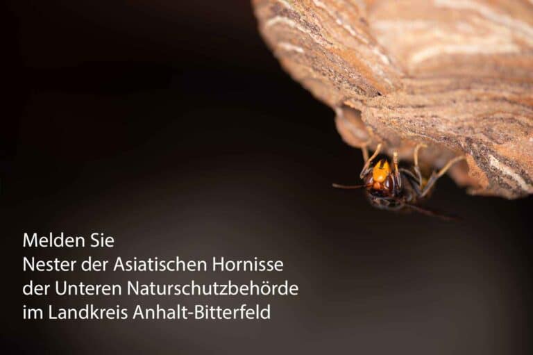 Von der Unteren Naturschutzbehörde im Landkreis Anhalt-Bitterfeld bekommen Sie Kontakt zu Imkern, Schädlingsbekämpfern sowie Wespen- und Hornissenberatern, die Ihnen bei Fragen zu Bienen. Wespen und Hornissen weiterhelfen können.
