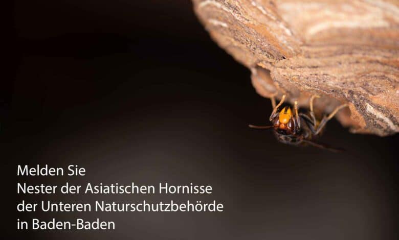Von der Unteren Naturschutz Behörde in Baden-Baden bekommen Sie Kontakt zu Imkern, Schädlingsbekämpfern sowie Wespen- und Hornissenberatern, die Ihnen bei Fragen zu Bienen. Wespen und Hornissen weiterhelfen können.