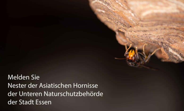 Von der Unteren Naturschutzbehörde der Stadt Essen bekommen Sie Kontakt zu Imkern, Schädlingsbekämpfern sowie Wespen- und Hornissenberatern, die Ihnen bei Fragen zu Bienen. Wespen und Hornissen weiterhelfen können.