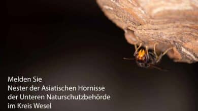 Von der Unteren Naturschutz Behörde im Kreis Wesel bekommen Sie Kontakt zu Imkern, Schädlingsbekämpfern sowie Wespen- und Hornissenberatern, die Ihnen bei Fragen zu Bienen. Wespen und Hornissen weiterhelfen können.
