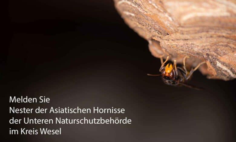 Von der Unteren Naturschutz Behörde im Kreis Wesel bekommen Sie Kontakt zu Imkern, Schädlingsbekämpfern sowie Wespen- und Hornissenberatern, die Ihnen bei Fragen zu Bienen. Wespen und Hornissen weiterhelfen können.