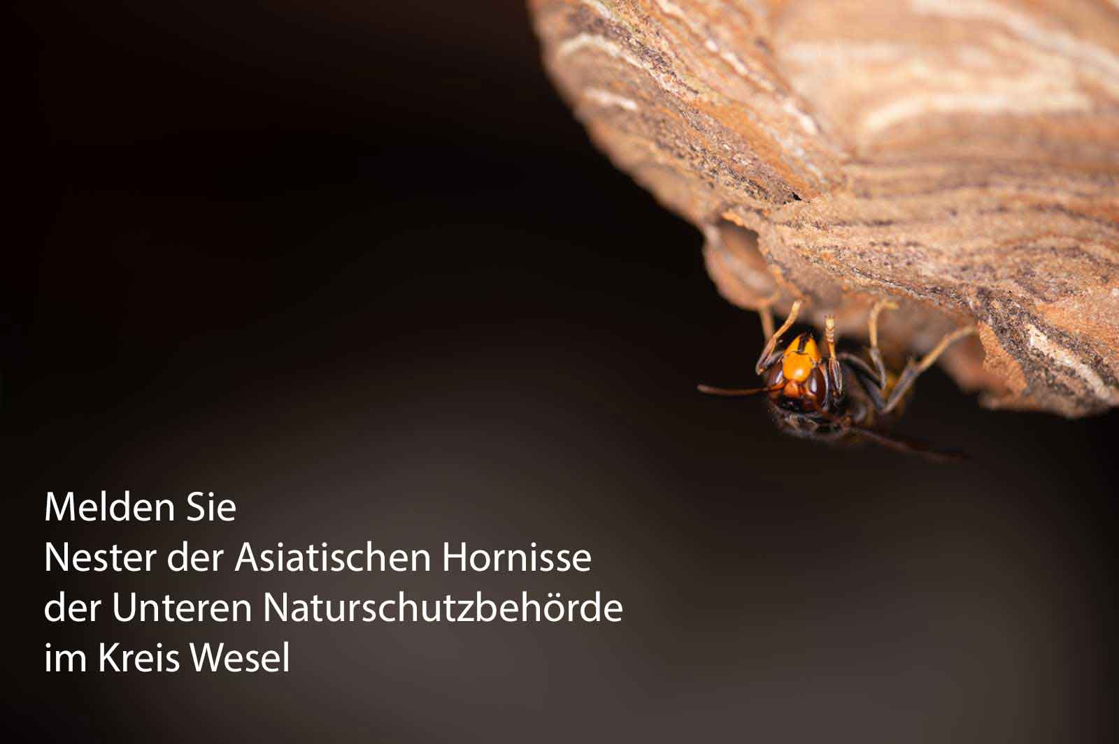 Von der Unteren Naturschutz Behörde im Kreis Wesel bekommen Sie Kontakt zu Imkern, Schädlingsbekämpfern sowie Wespen- und Hornissenberatern, die Ihnen bei Fragen zu Bienen. Wespen und Hornissen weiterhelfen können.