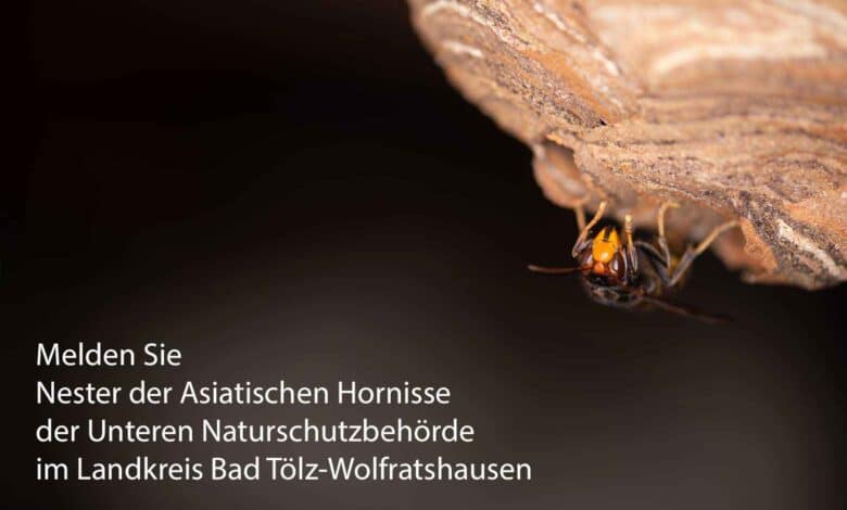Von der Unteren Naturschutzbehörde im Landkreis Bad Tölz-Wolfratshausen bekommen Sie Kontakt zu Imkern, Schädlingsbekämpfern sowie Wespen- und Hornissenberatern, die Ihnen bei Fragen zu Bienen. Wespen und Hornissen weiterhelfen können.