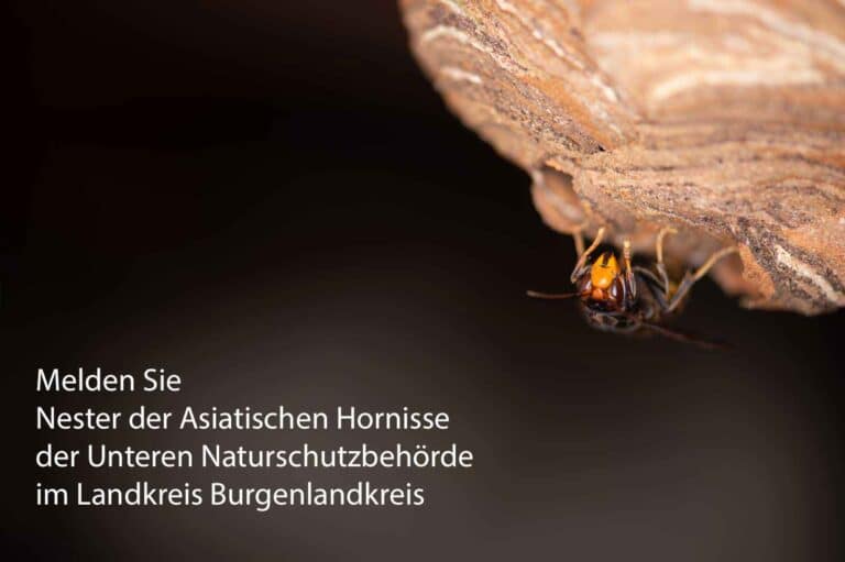 Von der Unteren Naturschutzbehörde im Landkreis Burgenlandkreis bekommen Sie Kontakt zu Imkern, Schädlingsbekämpfern sowie Wespen- und Hornissenberatern, die Ihnen bei Fragen zu Bienen. Wespen und Hornissen weiterhelfen können.