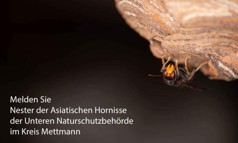 Von der Unteren Naturschutzbehörde im Kreis Mettmann bekommen Sie Kontakt zu Imkern, Schädlingsbekämpfern sowie Wespen- und Hornissenberatern, die Ihnen bei Fragen zu Bienen. Wespen und Hornissen weiterhelfen können.