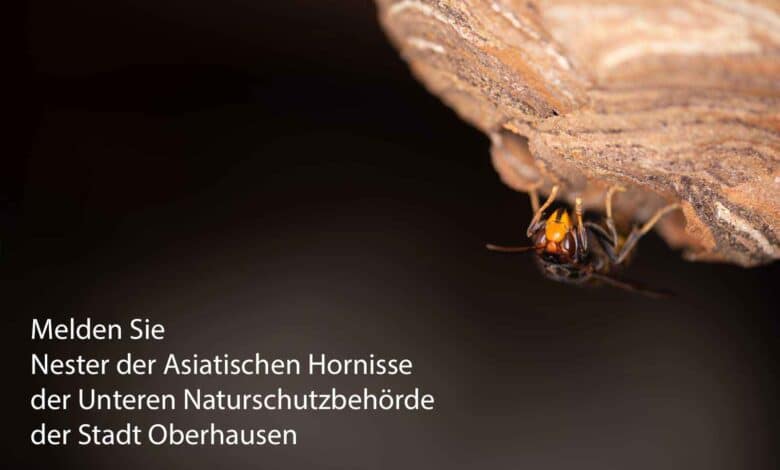 Von der Umweltbehörde im Stadt Oberhausen bekommen Sie Kontakt zu Imkern, Schädlingsbekämpfern sowie Wespen- und Hornissenberatern, die Ihnen bei Fragen zu Bienen. Wespen und Hornissen weiterhelfen können.