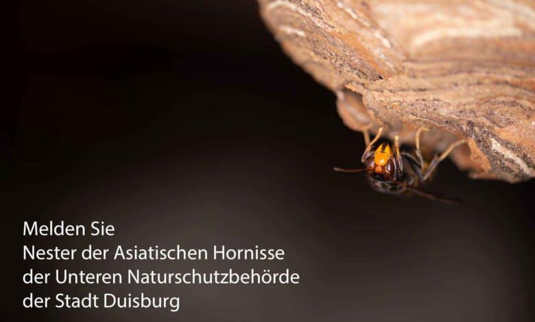 Von der Unteren Naturschutz Behörde in Duisburgbekommen Sie Kontakt zu Imkern, Schädlingsbekämpfern sowie Wespen- und Hornissenberatern, die Ihnen bei Fragen zu Bienen. Wespen und Hornissen weiterhelfen können.