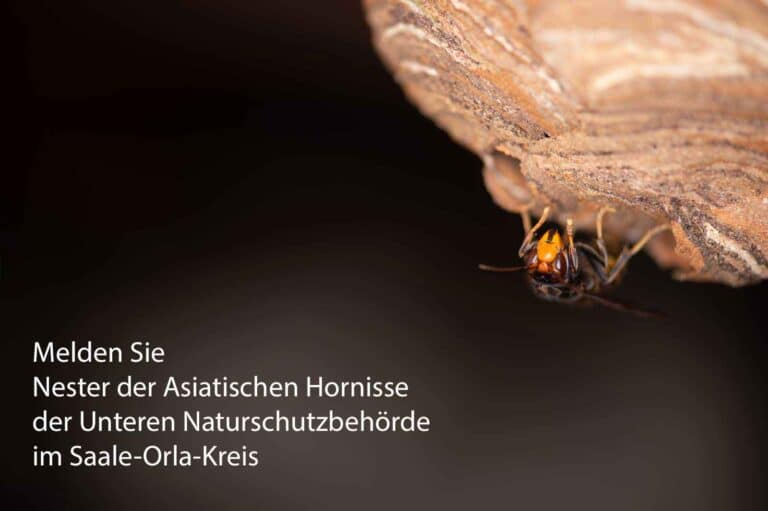 Von der Unteren Naturschutz Behörde im Saale-Orla-Kreis bekommen Sie Kontakt zu Imkern, Schädlingsbekämpfern sowie Wespen- und Hornissenberatern, die Ihnen bei Fragen zu Bienen. Wespen und Hornissen weiterhelfen können.