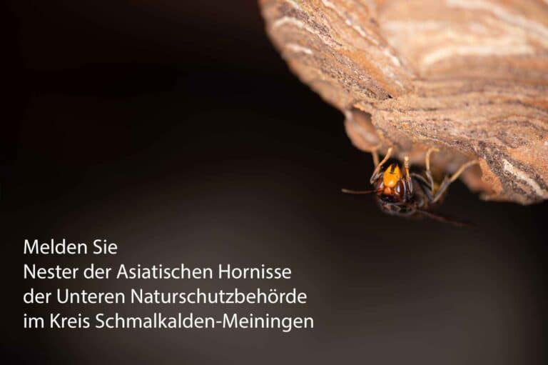 Von der Unteren Naturschutz Behörde im Kreis Schmalkalden-Meiningen bekommen Sie Kontakt zu Imkern, Schädlingsbekämpfern sowie Wespen- und Hornissenberatern, die Ihnen bei Fragen zu Bienen. Wespen und Hornissen weiterhelfen können.