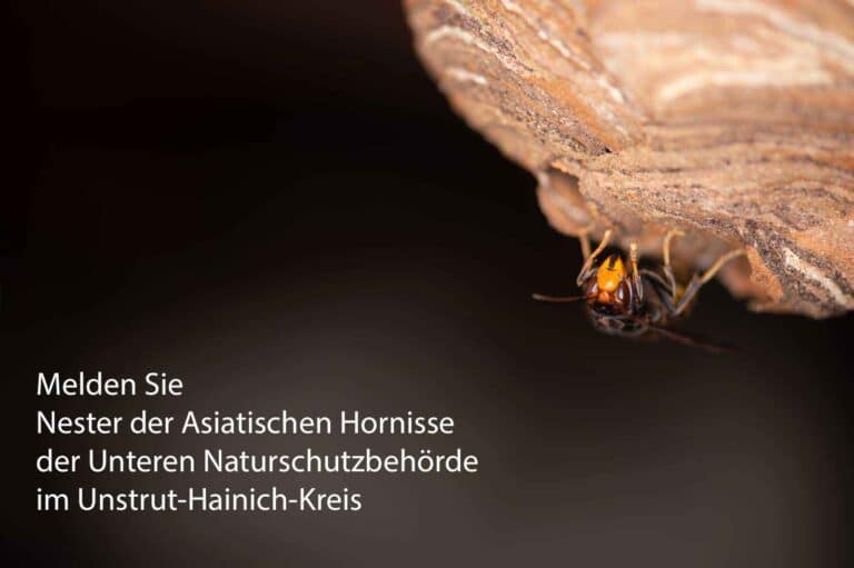 Von der Unteren Naturschutz Behörde im Unstrut-Hainich-Kreis bekommen Sie Kontakt zu Imkern, Schädlingsbekämpfern sowie Wespen- und Hornissenberatern, die Ihnen bei Fragen zu Bienen. Wespen und Hornissen weiterhelfen können.