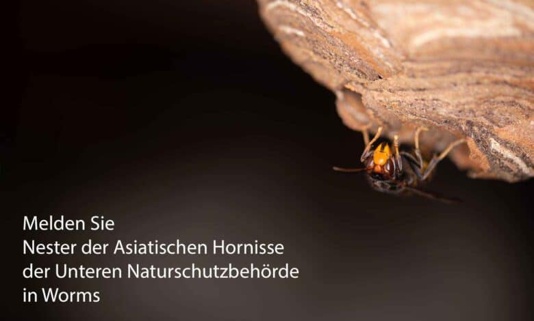 Von der Unteren Naturschutz Behörde in Worms bekommen Sie Kontakt zu Imkern, Schädlingsbekämpfern sowie Wespen- und Hornissenberatern, die Ihnen bei Fragen zu Bienen. Wespen und Hornissen weiterhelfen können.