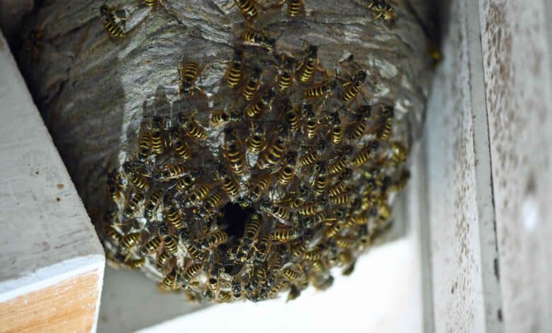 Ein typisches Nest der Sächsischen Wesepe am Ende seines Zyklus. Man erkennt zwischen den Arbeiterinnen bereits Jungköniginnen. (Foto: Klaus Maresch)