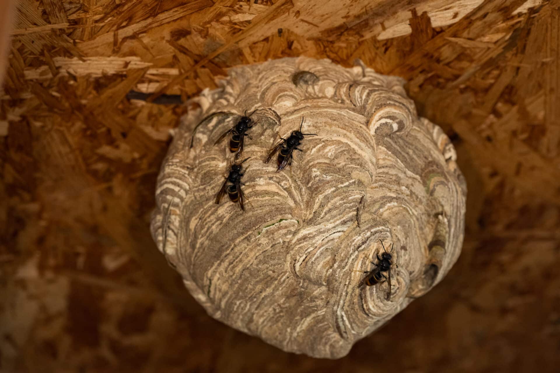 Bei der Bekämpfung von Nestern der Asiatischen Hornisse können Imker, Wespen- und Hornissenberater sowie Schädlingsbekämpfer mitmachen.