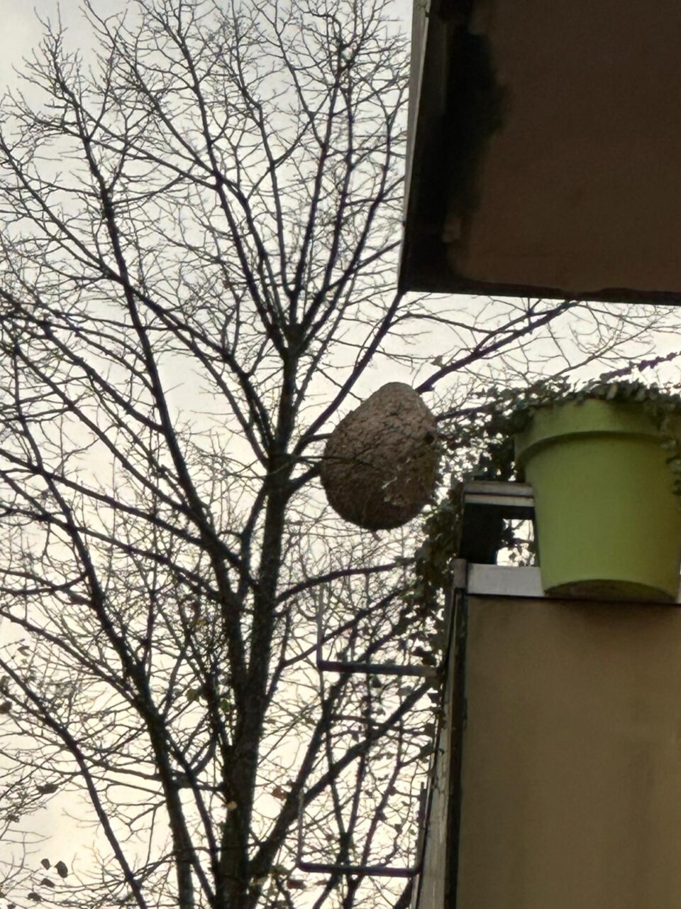 Ein Sekundärnest der Asiatischen Hornisse in Essen Kettwig.