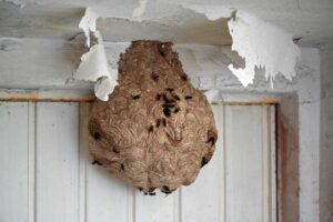 Am Gehweg vor einer Garage in Troisdorf in der unmittelbaren Flugbahn eines großen Nestes der Asiatischen Hornisse. Erhöhte Stichgefahr! (Foto: Klaus Maresch) Am Gehweg vor einer Garage in Troisdorf in der unmittelbaren Flugbahn eines großen Nestes der Asiatischen Hornisse. Erhöhte Stichgefahr! (Foto: Klaus Maresch)