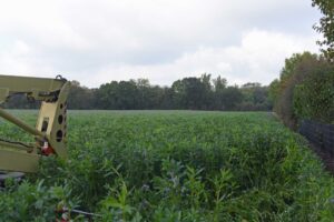 Ein blühendes Phaceliafeld in Krefeld, an dessen Rand sich ein Kirschbaum mit einem großen Sekundärnest der Asiatischen Hornisse befand. (Foto: Klaus Maresch) Ein blühendes Phaceliafeld in Krefeld, an dessen Rand sich ein Kirschbaum mit einem großen Sekundärnest der Asiatischen Hornisse befand. (Foto: Klaus Maresch)
