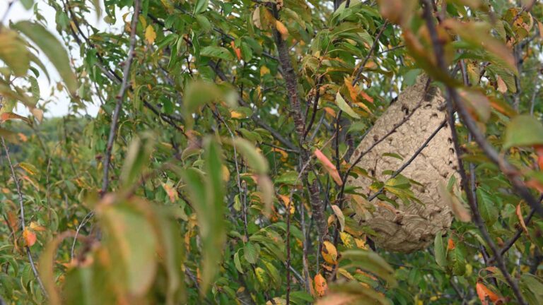 Ein Sekundärnest der Asiatischen Hornisse in einem Kirschbaum in Krefeld. (Foto: Klaus Maresch)